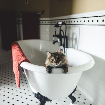 Ilustrasi kucing membuang kotoran di bathtub kamar mandi