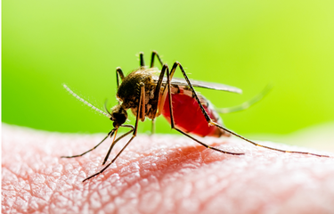 Demam Berdarah Dengue (DBD) di Indonesia masih menjadi masalah kesehatan masyarakat.