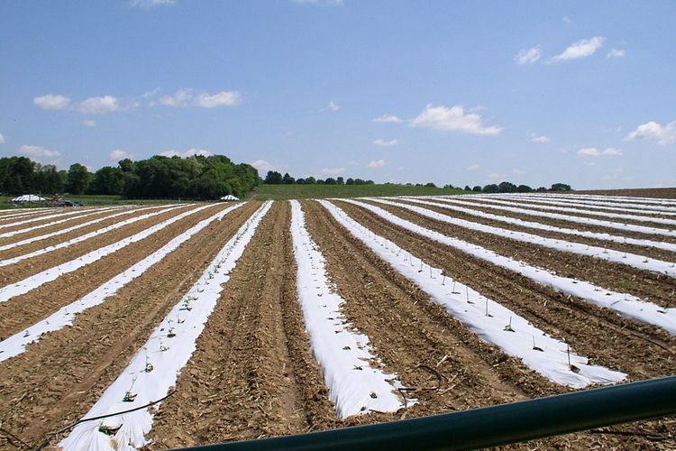 Ilustrasi penggunaan mulasa plastik di lahan pertanian 
