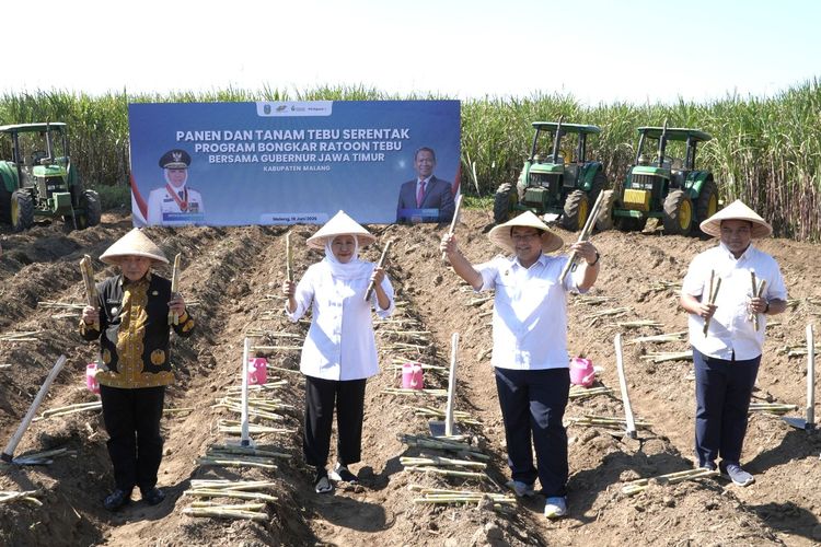 Bongkar Ratoon Tebu di Malang, Pemerintah Bidik Produktivitas Petani