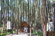 Wisata Pinus Sari Mangunan Sulit Akses Internet, Pemkab Bantul Upayakan Penguat Sinyal