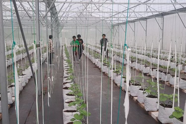 Kondisi agrowisata petik buah di Girli Smart Ecosystem Farming, Desa Sumberejo, Kecamatan Japah, Kabupaten Blora, Jawa Tengah, Kamis (25/4/2024)