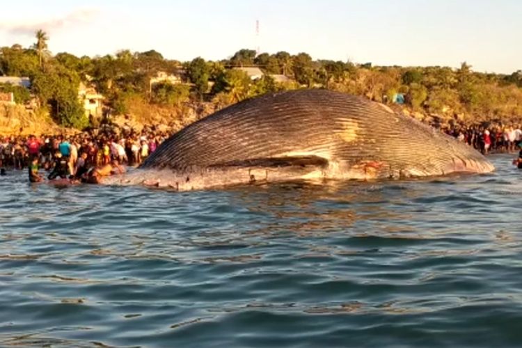Bystanders in Kupang observe a whale beached on shallow waters