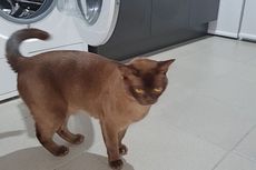 Diputar Mesin Cuci Selama 12 Menit, Kucing ini Beruntung Masih Hidup