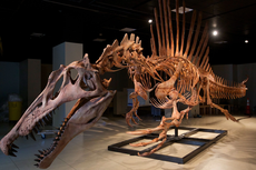 Studi Ungkap Cara Hidup Spinosaurus Dinosaurus Karnivora Terbesar di Dunia