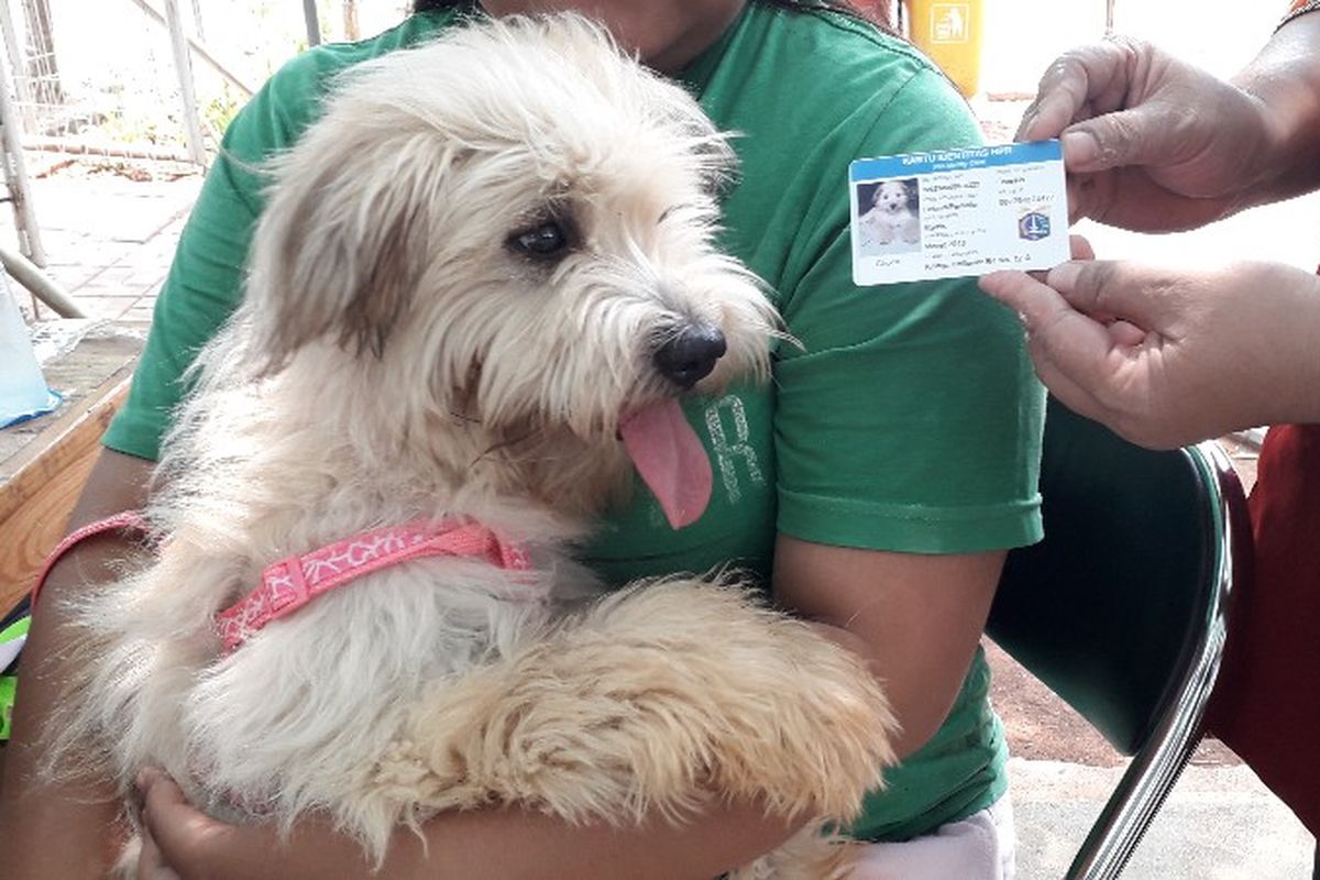 Suku Dinas Ketahanan Pangan, Kelautan dan Pertanian (KPKP) Jakarta Barat melakukan pemasangan microchip pada anjing piaraan warga di RPTRA Meruya Selatan, Kembangan, Jakarta Barat pada Kamis (4/10/2018)