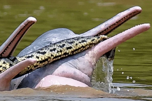 Lumba-Lumba Berenang dengan Anaconda, Ini Penampakannya