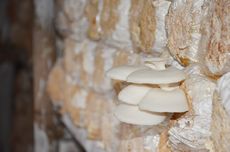 Menjelajahi Keanekaragaman Fungi (Jamur)