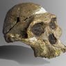 Mengapa Manusia Purba Tertua Banyak Ditemukan di Afrika?