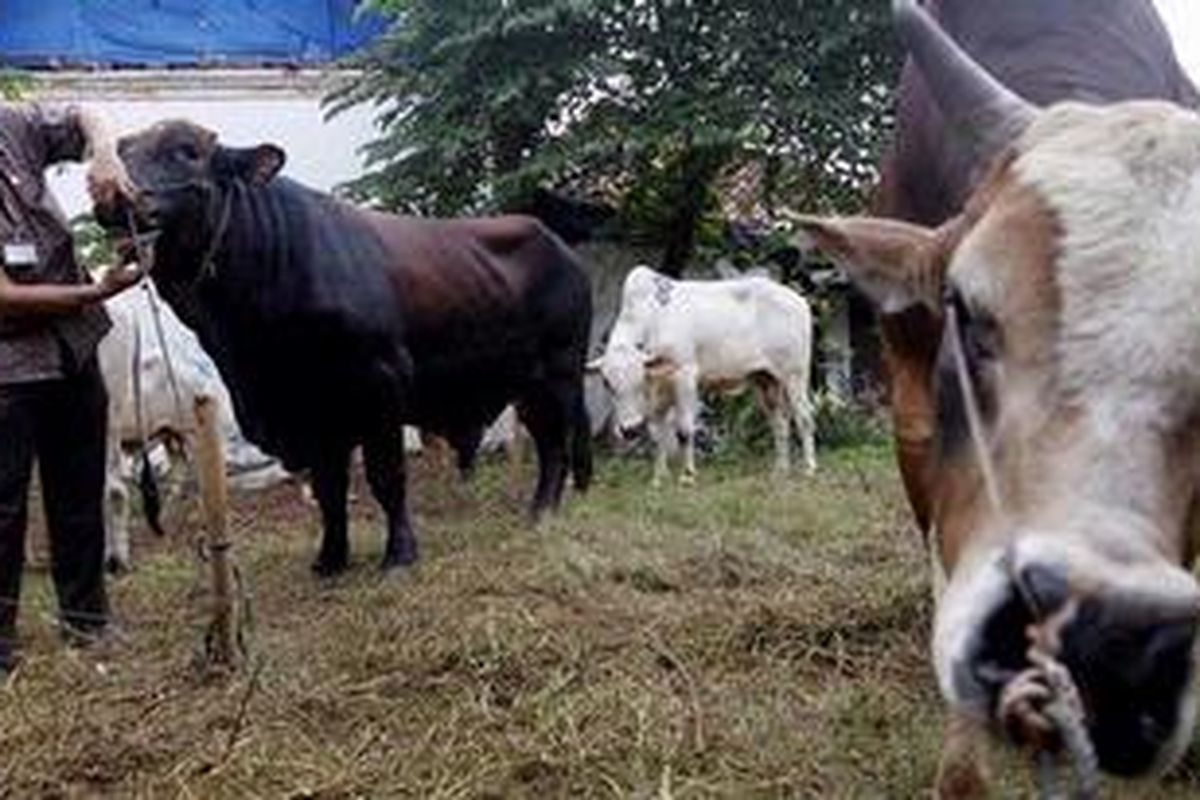 Kepala Seksi Peternakan Sudin Pertanian dan Peternakan Jakarta Pusat, Hery Indyanto, memeriksa kesehatan hewan kurban milik pedagang di kawasan Kramat Raya, Jakarta Pusat, Jumat (12/11/2010). Pemeriksaan ini untuk menjamin kelayakan secara medis daging kurban yang akan dikonsumsi nanti. 