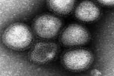 Bulan Ini, 13 Kasus Flu Burung H7N9 di Guangdong