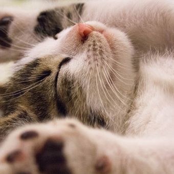 Sebagian pencinta kucing mungkin bingung kenapa kucing tidak suka dipegang perutnya.

Padahal, mengelus hewan berbulu ini memberikan kesan menenangkan tersendiri buat kita.