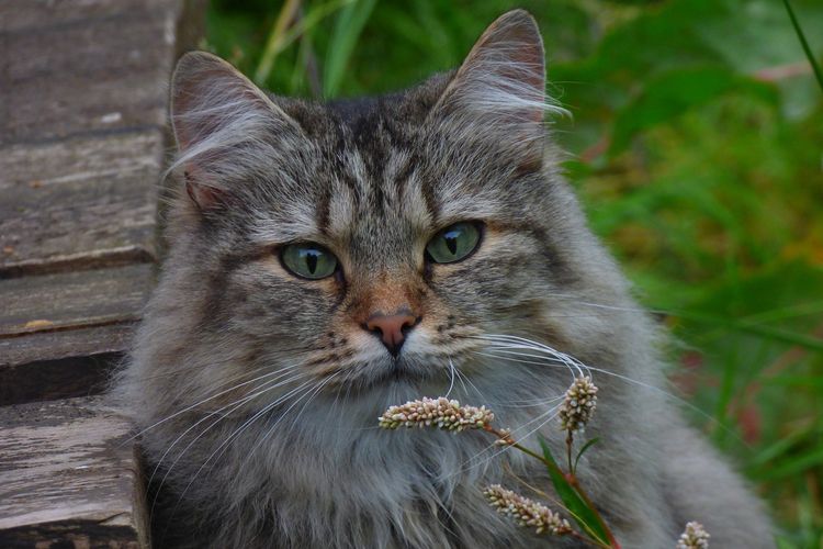 Norwegian Forest Cat