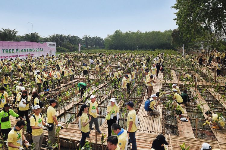 Aeon Environmental Foundation (AEF) melanjutkan program penanaman pohon di Indonesia tahap kelima fase kedua di Pantai Indah Kapuk, Jakarta (28/9/2024).
