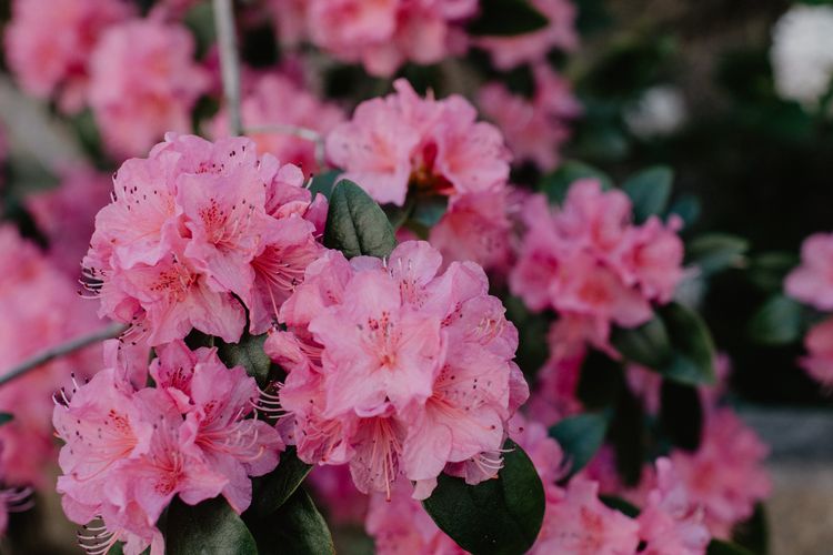 Ilustrasi bunga Rhododendron. 