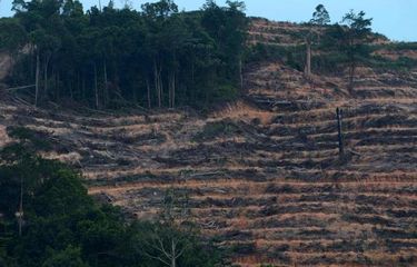 Pembukaan lahan hutan untuk dijadikan perkebunan kelapa sawit di Kabupaten Kutai Kartanegara, Kalimantan Timur, Kamis (3/10/2014). Selain pertambangan, pembukaan hutan untuk perkebunan menjadi penyebab degradasi hutan di Kaltim. Menurut ODI, laju degradasi hutan di Indonesia diperkirakan mencapai 1,2 juta hektar selama 1990-2010.
