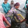 Dampak Cuaca Buruk, Petambak Udang di Kebumen Panen Lebih Awal