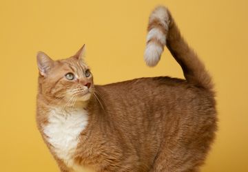 Kenapa Kucing Menyerang Ekornya Sendiri?