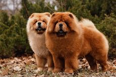 7 Fakta Menarik Anjing Chow Chow, Lidah Berwarna Biru dan Suka Sendiri