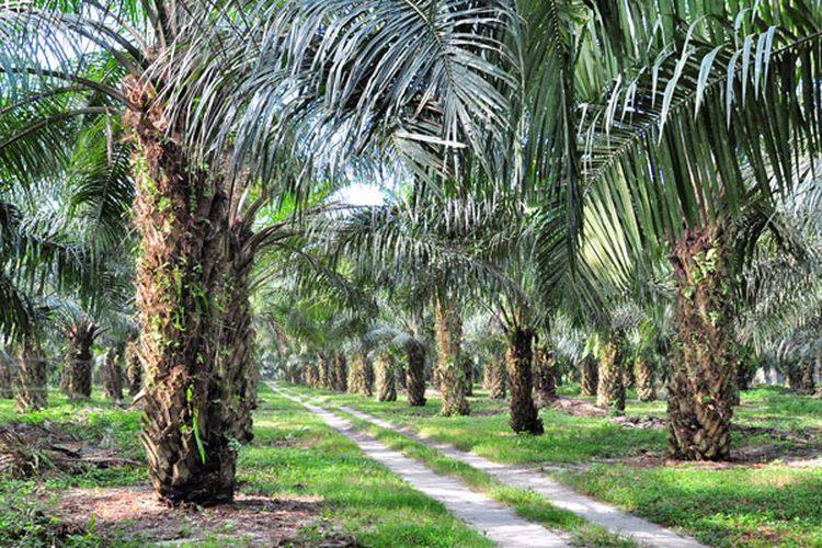 Perkebunan kelapa sawit Adolina milik PT Perkebunan Nusantara IV di Sumatera Utara, Kamis (22/3/2018).