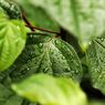 Cara Membasmi Hama Serangga Orek-orek pada Daun Tanaman