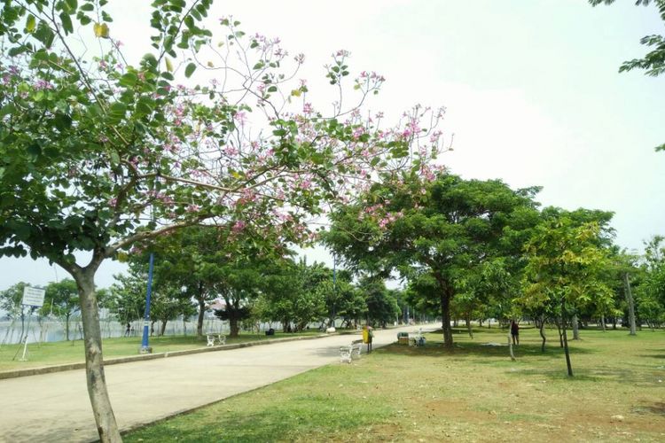 Lintasan jogging yang diperindah dengan pohon rindang membuat suasana Taman Waduk Pluit begitu nyaman.