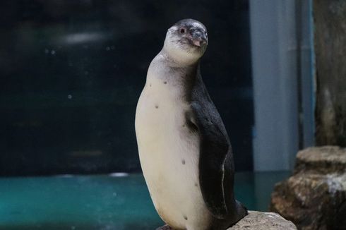 Berhasil Dikembangbiakkan, 5 Bayi Pinguin Humboldt Sudah Bisa Dilihat di Ancol