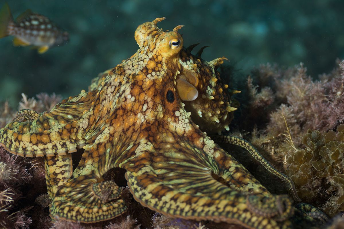 Gurita Dua Titik California atau Two-spot Octopus (Octopus bimaculoides) memiliki cara adaptasi yang unik. Studi menemukan spesies gurita tersebut memiliki kemampuan unik yaitu mengatur ulang RNA otak untuk beradaptasi dengan suhu air laut.