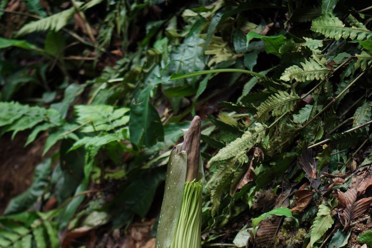  Bunga bangkai raksasa Amorphophallus titanum bakal mekar di Kebun Raya Bogor, Kota Bogor, Jawa Barat, setelah enam tahun.

Menurut pantauan terbaru, bunga bangkai raksasa di Kebun Raya Bogor memasuki fase awal menuju mekar di area koleksi bunga bangkai, tepatnya di tebingan Mata Air Kahuripan pada Minggu (25/1/2026).