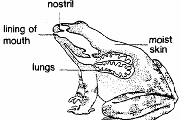 Pernapasan katak