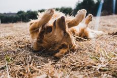 Mengenal Perilaku Zoomies pada Anjing dan Penyebabnya 