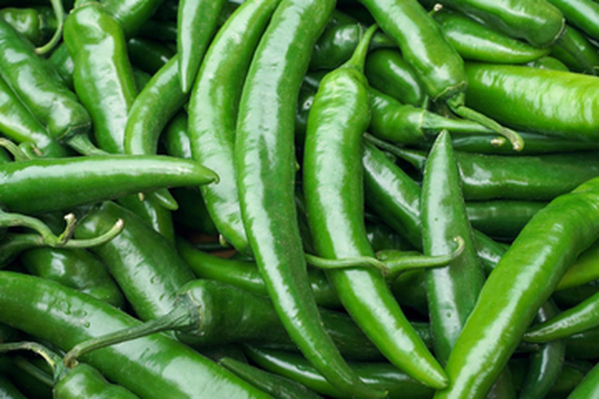 Ilustrasi cabai hijau besar