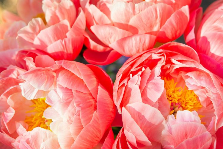 Ilustrasi bunga peony.