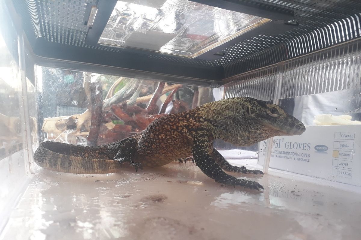 Salah satu anak Komodo yang berhasil diselamatkan dari jaringan penjual Satwa Liar