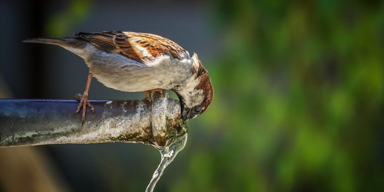 Fungsi Air bagi Hewan