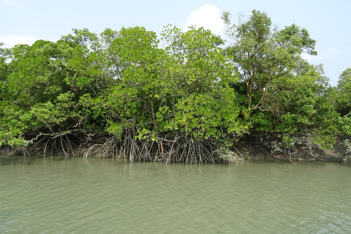 Hutan mangrove. Manfaat hutan mangrove atau bakau sangat penting bagi ekosistem, dari mencegah abrasi pantai, menjaga iklim dan cuaca, mencegah pemanasan global hingga menjaga kawasan pesisir dari banjir.