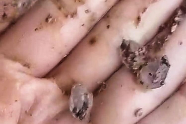 Warga menunjukkan es yang melanda Dusun Ciherang, Desa Cijangkar, Kecamatan Nyalindung, SUkabumi, Jumat (1/11/2024).