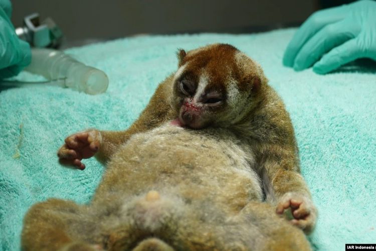 Gipo, kukang Sumatra di meja operasi. Enam kukang sumatera yang dinyatakan sehat dilepasliarkan ke habitat alami di area hutan Lampung Tengah untuk konservasi. 