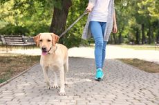 Warga Teheran Dilarang Membawa Anjing Mereka ke Ruang Publik