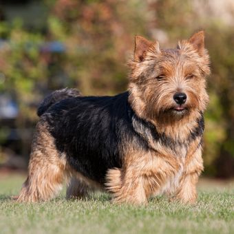 Ilustrasi anjing - Anjing ras Norwich Terrier.