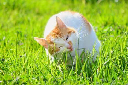 Apa Penyebab Kucing Makan Rumput?