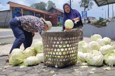 Harga Kubis di Magelang Anjlok, Sebagian Petani Sedekahkan Hasil Panen di Tepi Jalan