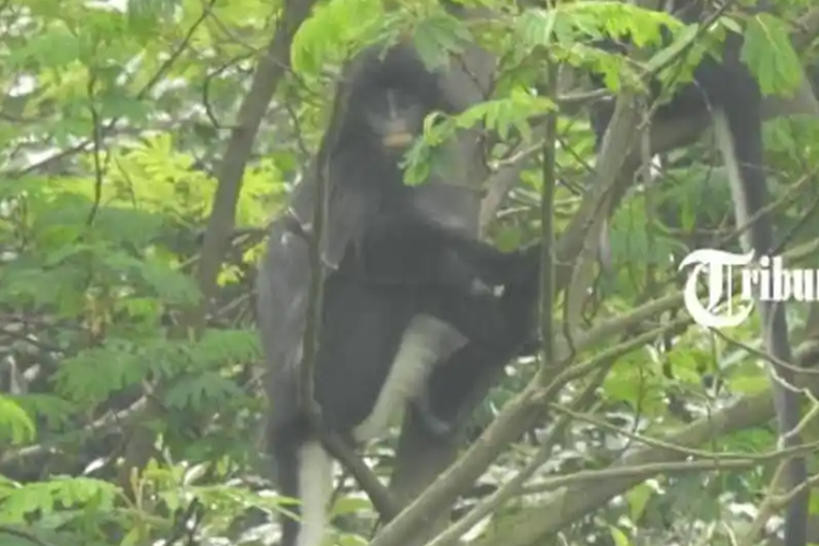 Mengenal Surili Jawa, Primata Langka yang Jadi Penanda Hutan Merbabu Masih Sehat