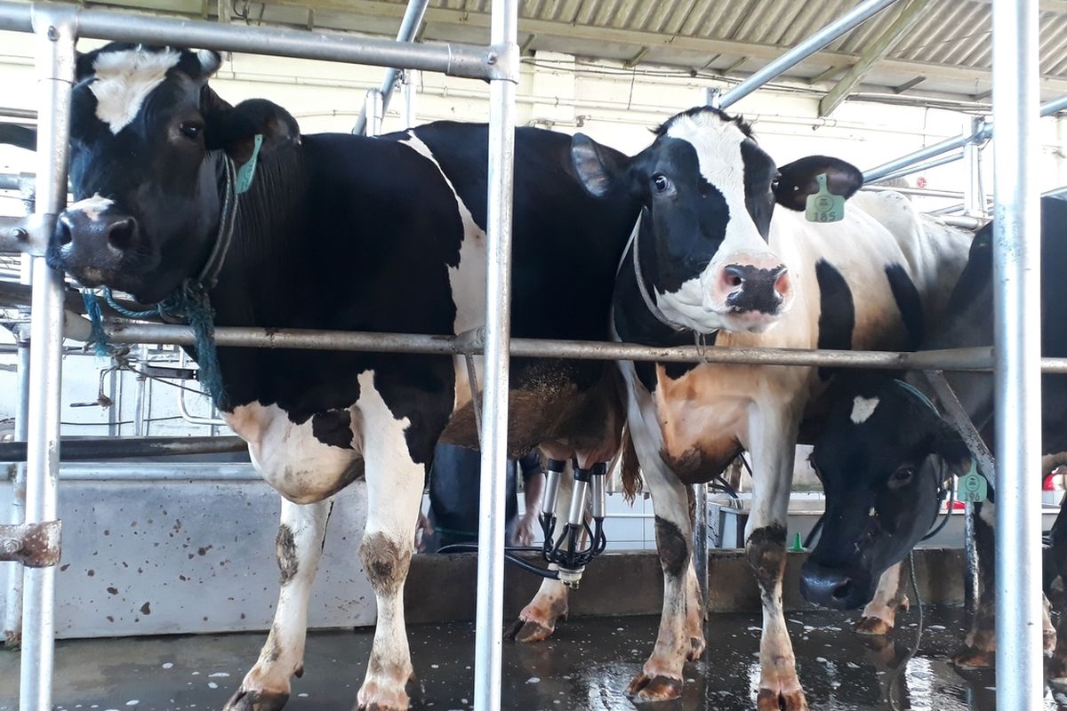 Salah satu peternak sapi di Kabupaten Malang melakukan serangkaian perawatan untuk menanggulangi penyebaran wabah penyakit mulut dan kuku (PMK).