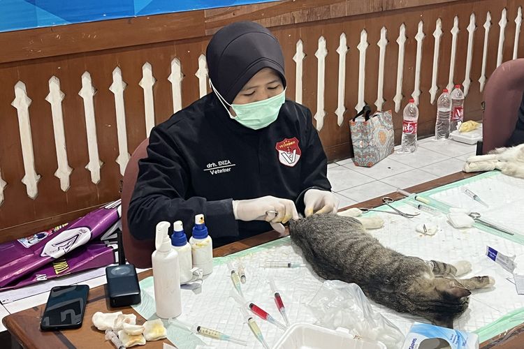 Tantangan Dokter Saat Sterilisasi Kucing: Hewan Berkutu hingga Diare