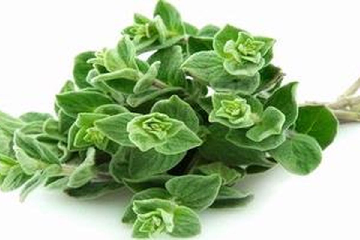 Daun oregano