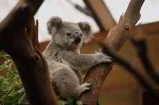 Pembekuan Sperma Koala Jadi Cara Selamatkan dari Kepunahan