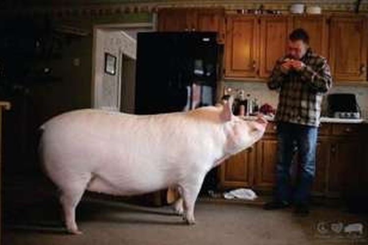 Esther dan pemiliknya, Steve menikmati kebersamaan di dapur kediaman Steve.
