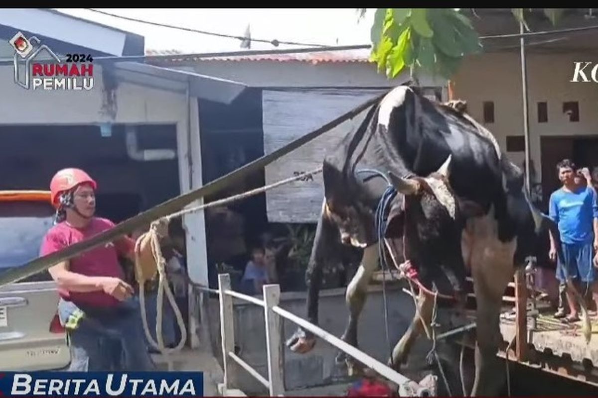 Petugas Unit Rescue Dinas Pemadan Kebakaran dan Penyelamatan (DPKP) Surabaya mengevakuasi sapi kurban yang tercebur ke sungai di Jalan Mejoyo, Kecamatan Rungkut, Surabaya, Senin (17/6/2024).