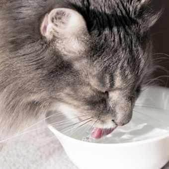 Kucing minum susu